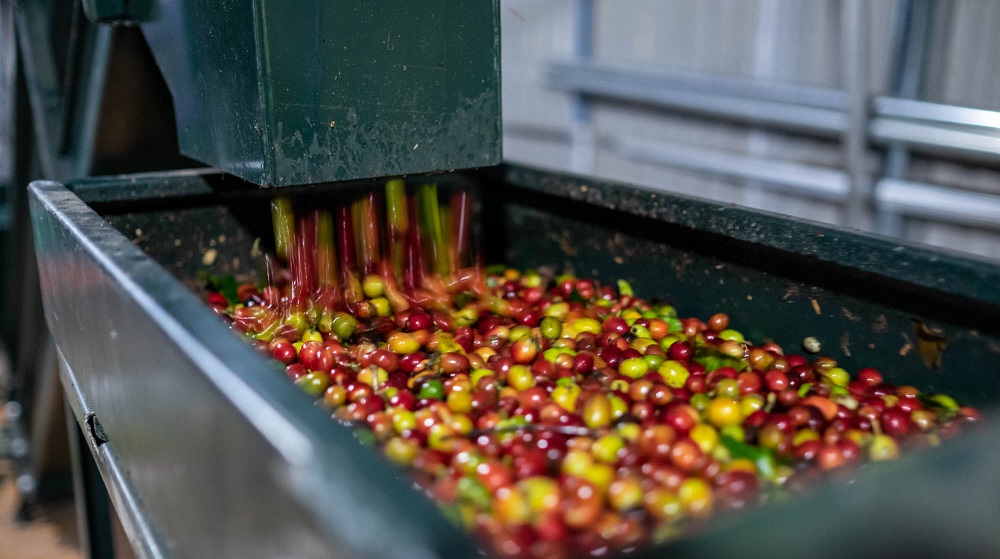 stroj na triedenie kavy 2